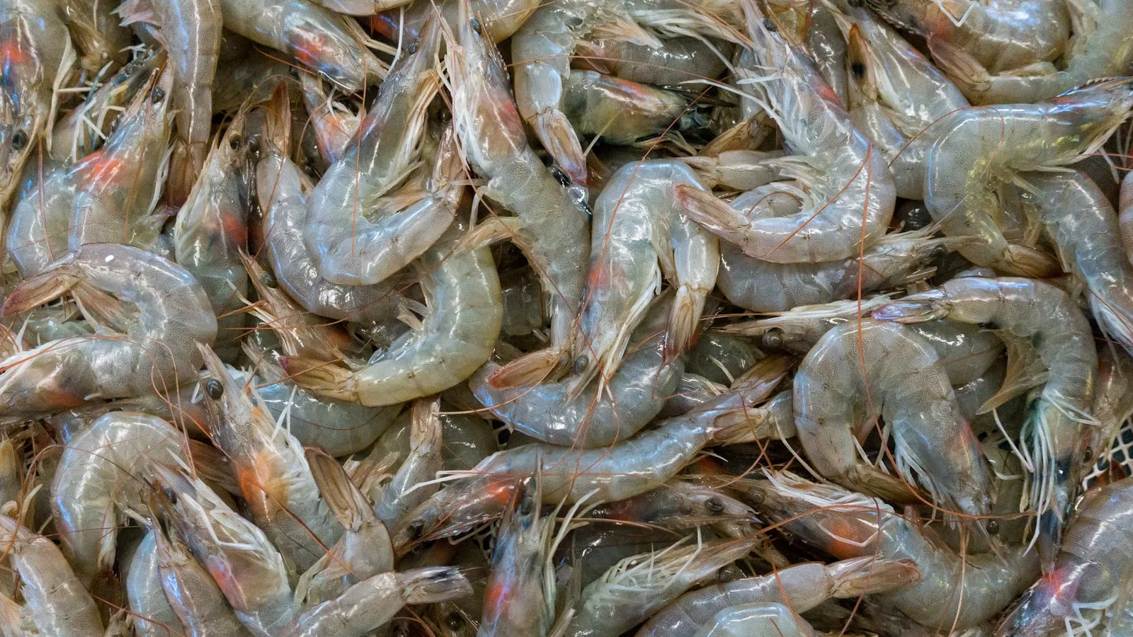 Black Tiger Shrimp — frozen seafood