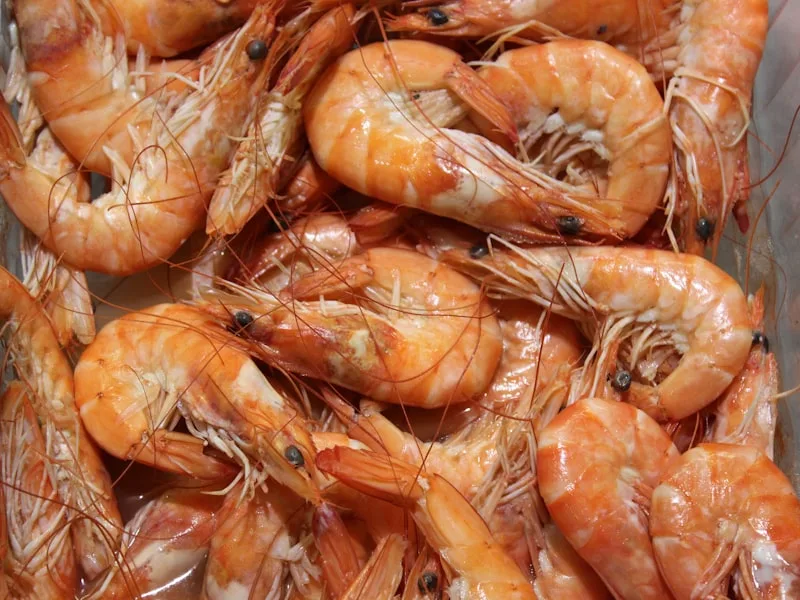 Red Shrimps